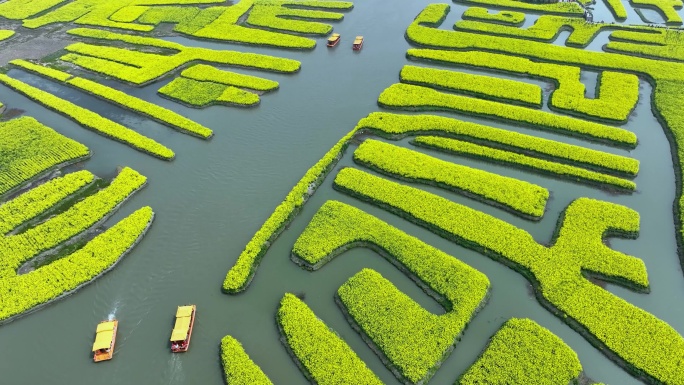 航拍江苏省兴化千垛景区春季油菜花风景