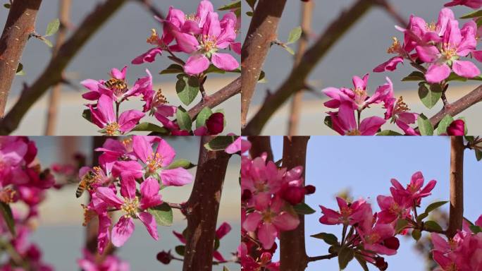 樱花 蜜蜂 慢动作 春季 花朵蜜蜂采蜜