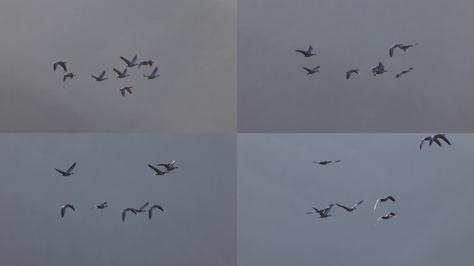 一群斑头雁飞行的慢动作