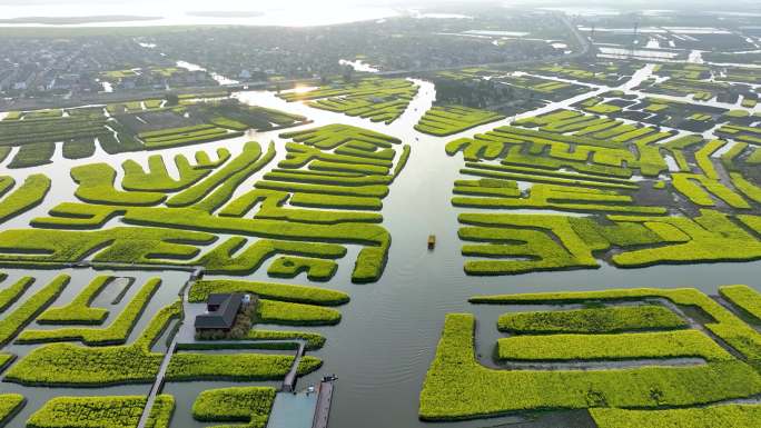 航拍江苏省兴化千垛景区春季油菜花风景