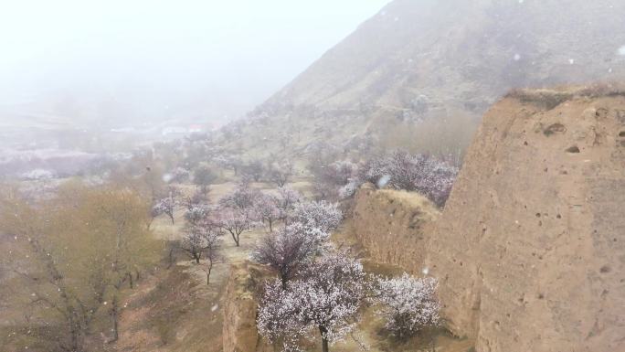 守口堡猴子山明长城雪花杏花