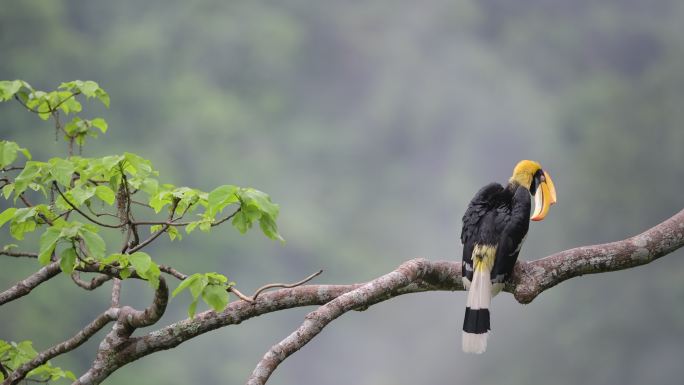 中国罕见的双角犀鸟特写镜头