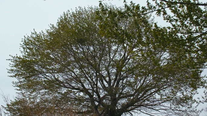 大风天气大榆树-树木被风吹的摇摆