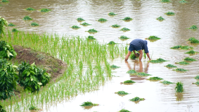 谷雨插秧水稻种植