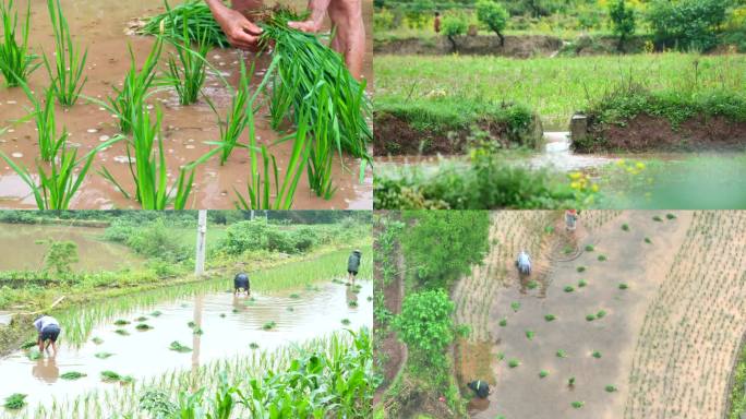 谷雨插秧水稻种植