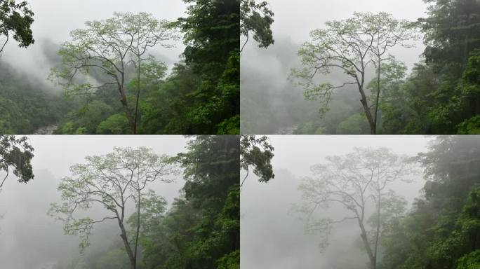 云雾缭绕的热带云林