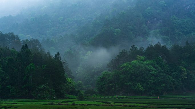 【4K】武夷山燕子窠云雾延时