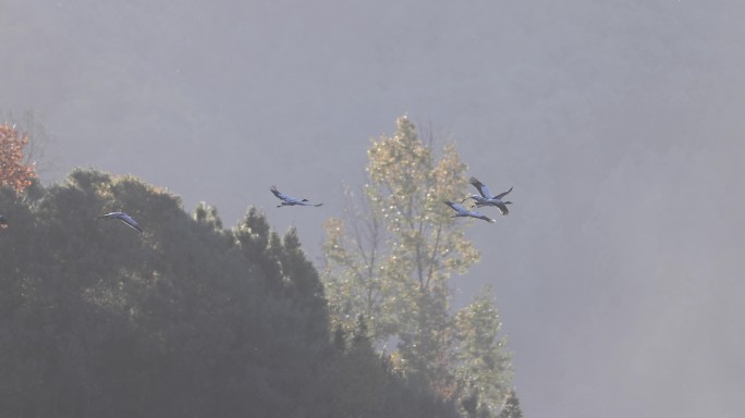 一行黑颈鹤飞过秋日山林的慢动作视频
