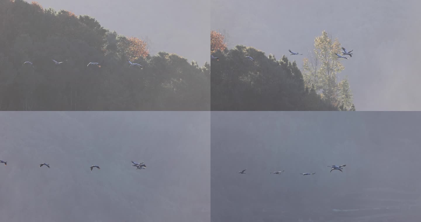 一行黑颈鹤飞过秋日山林的慢动作视频