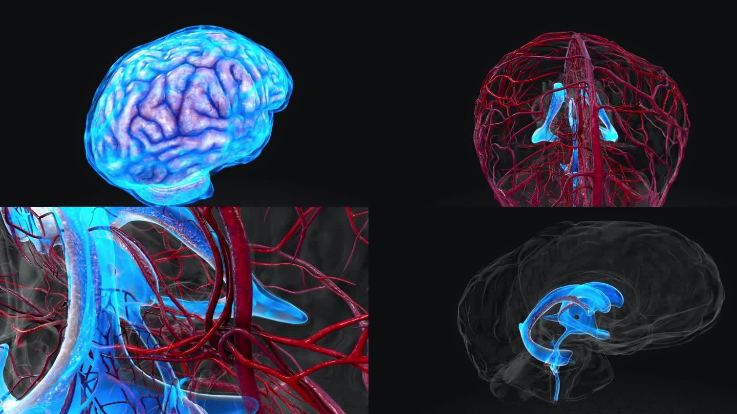 人脑大脑三维动画