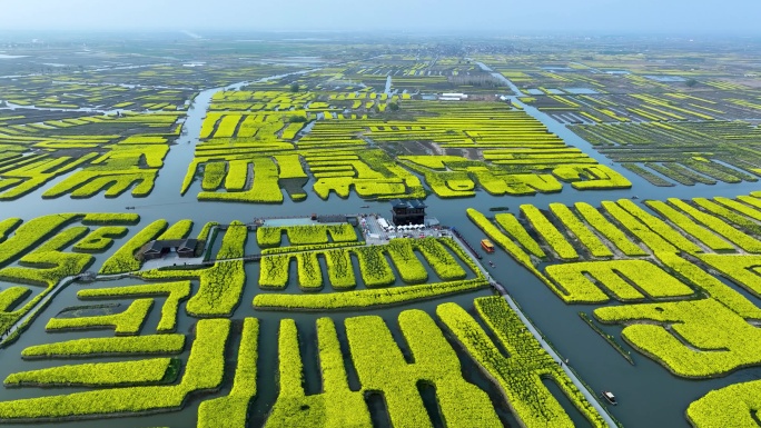 航拍江苏省兴化千垛景区春季油菜花风景