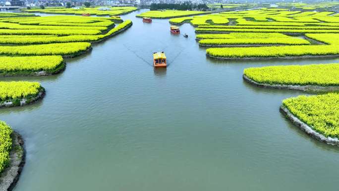 航拍江苏省兴化千垛景区春季油菜花风景