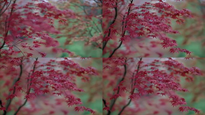 【4K】唯美红色树叶意境空镜