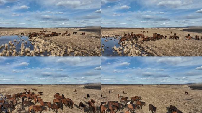 草地上行走的马群