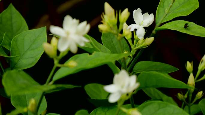 茉莉花 茉莉 香魂 莫利花