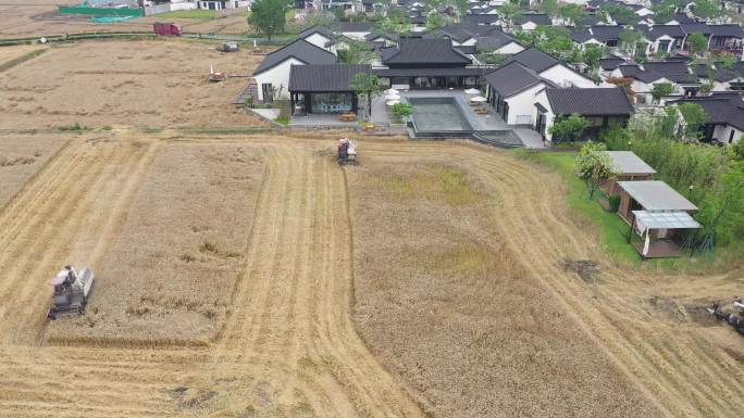 成都新津农博园斑竹林养马河