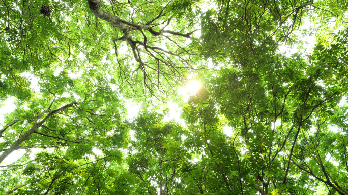 阳光照射进树林逆光仰拍清新唯美绿色