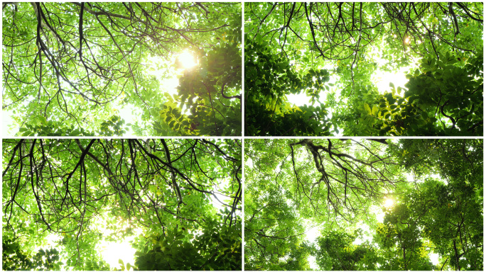 阳光照射进树林逆光仰拍清新唯美绿色