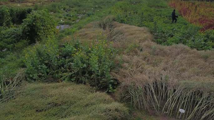 富硒农作物 平安区 高粱 新安村 试验田