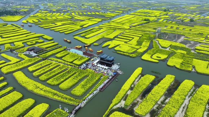 航拍江苏省兴化千垛景区春季油菜花风景