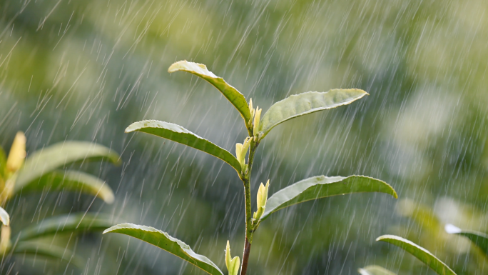 高山云雾生态黄金茶茶叶茶园雨水素材