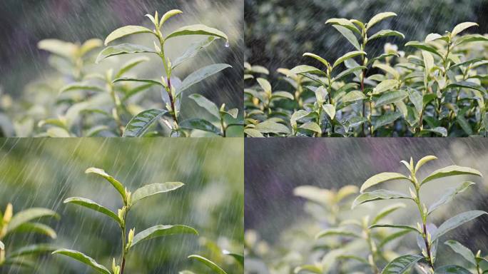 高山云雾生态黄金茶茶叶茶园雨水素材