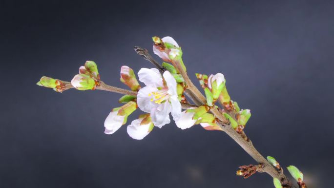 樱花 桃花 杏花 梨花 开放 延时