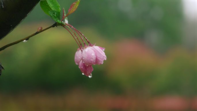 雨中樱花