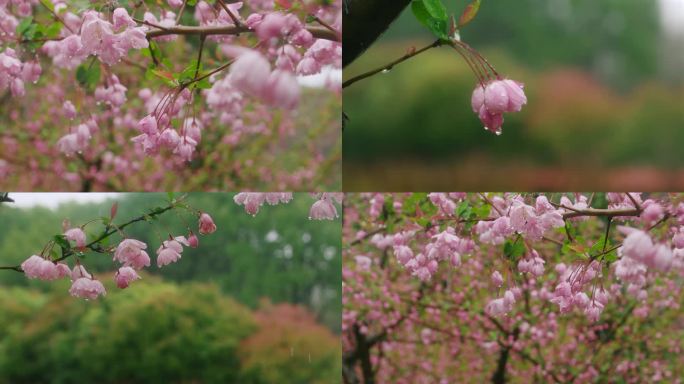 雨中樱花