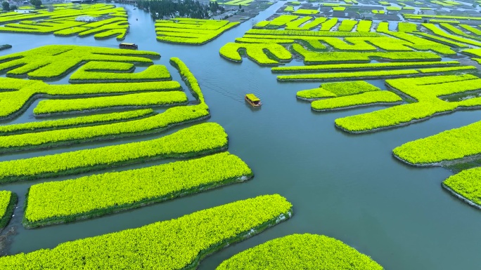 航拍江苏省兴化千垛景区春季油菜花风景