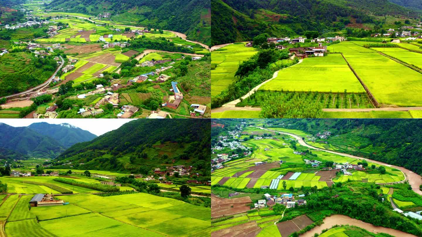 村庄水稻