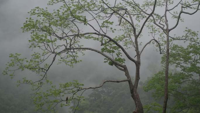 一对犀鸟栖息在热带雨林的大树上