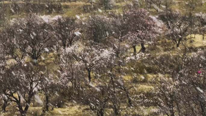 杏树飘雪航拍