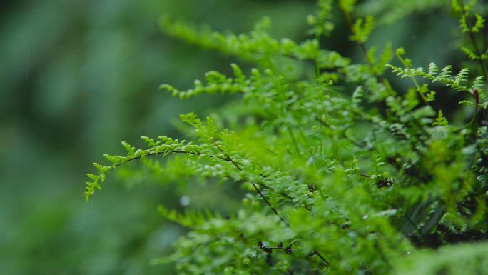 下雨雨季谷雨屋檐雨滴