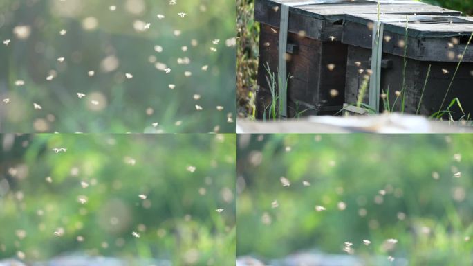 群峰采蜜蜜蜂飞舞蜜蜂养殖升格拍摄蜜蜂群飞