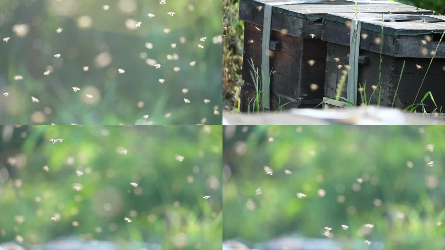 群峰采蜜蜜蜂飞舞蜜蜂养殖升格拍摄蜜蜂群飞