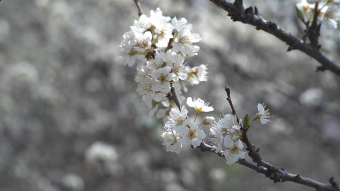 白色樱花 春暖花开 花朵特写 春色 春分