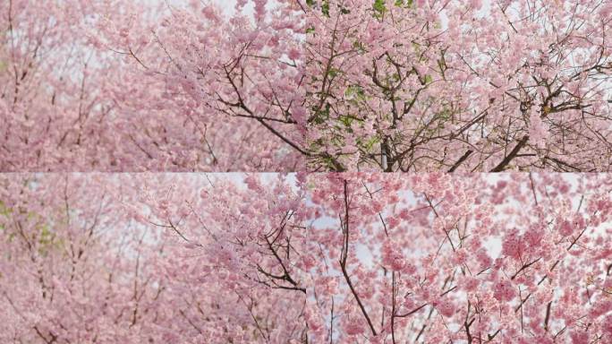 重庆南山植物园樱花空镜