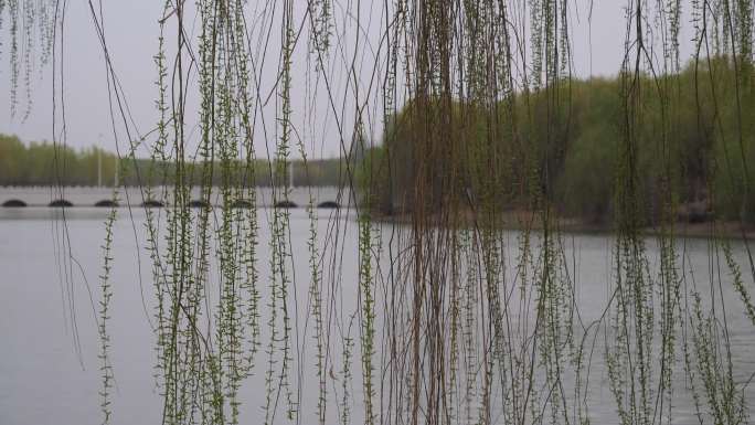 河堤垂柳