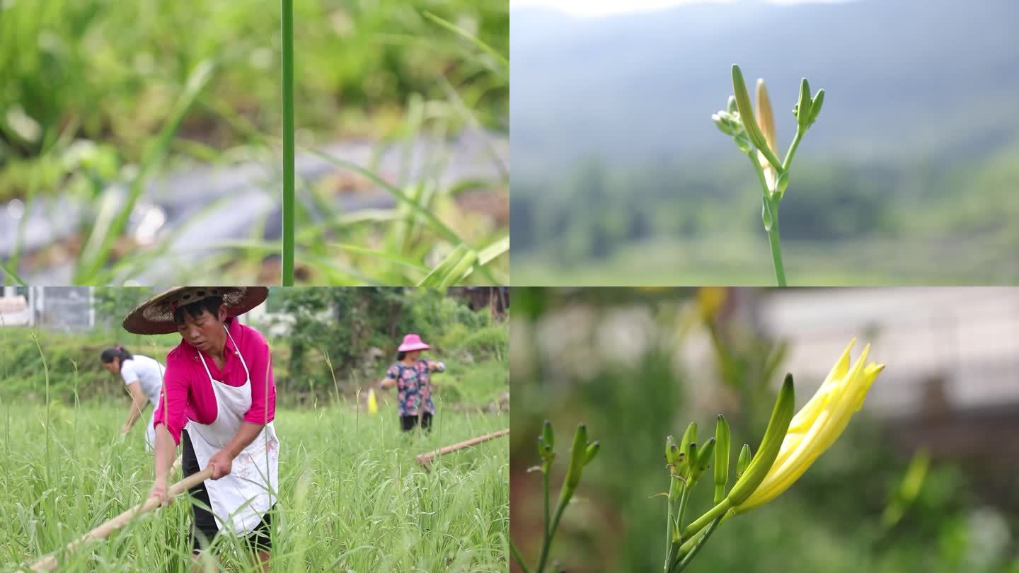 黄花菜种植