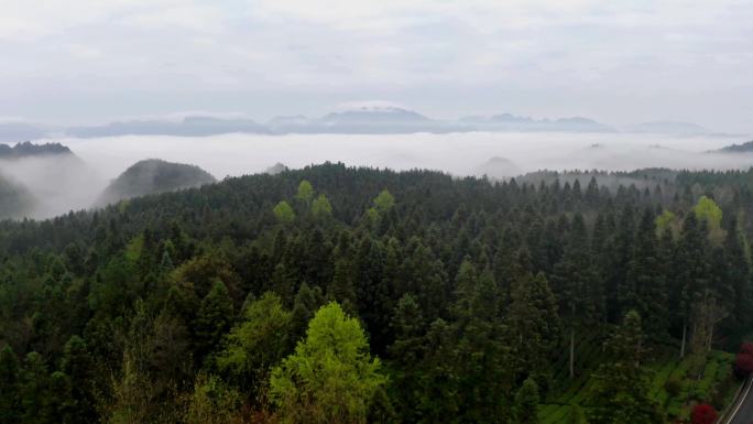 高山云雾茶园