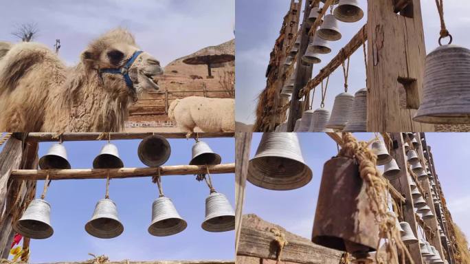 4K骆驼驼铃