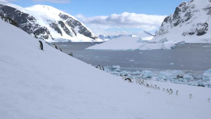 南极冰山企鹅