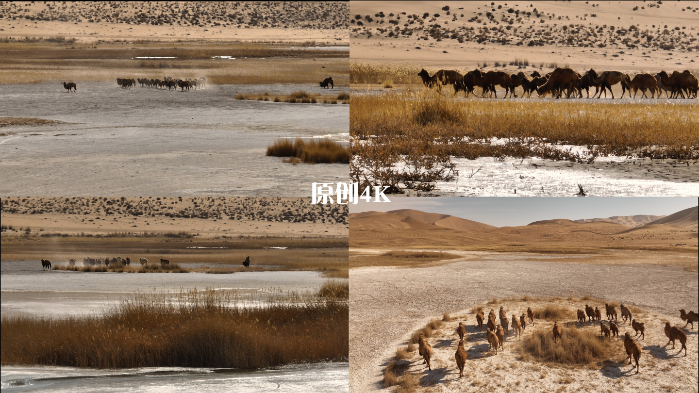 沙漠骆驼群盐碱地戈壁震撼沙漠旅行