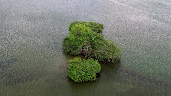 湖水中一颗孤独的树