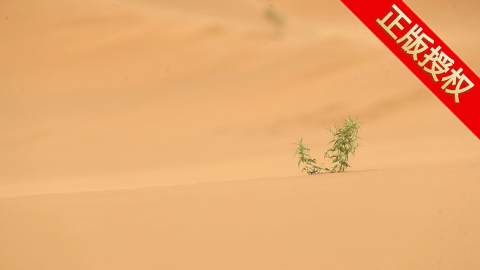 沙漠里坚韧不拔的梭梭树