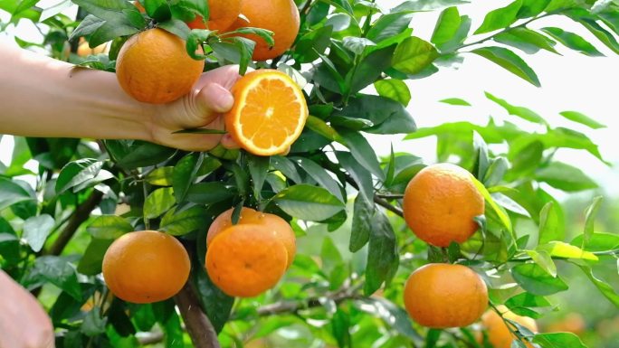 橙子柠檬 水果 沃柑 柑橘 橘子
