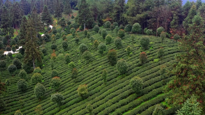 高山森林茶园