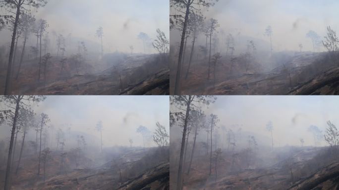 森林火灾过后场景