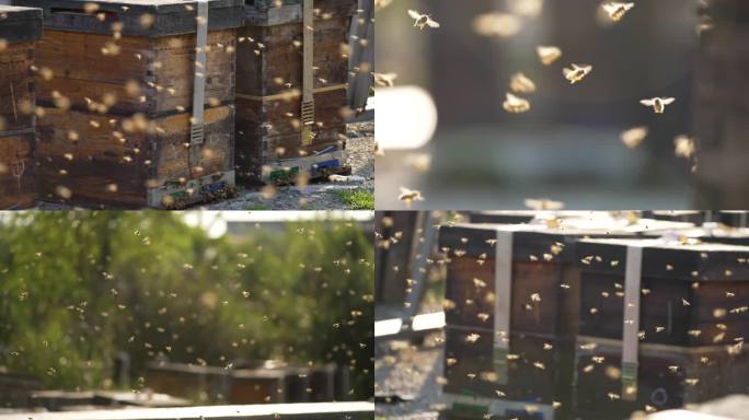 蜜蜂养殖蜂蜜蜂群的慢动作蜜蜂绕着蜂巢飞舞